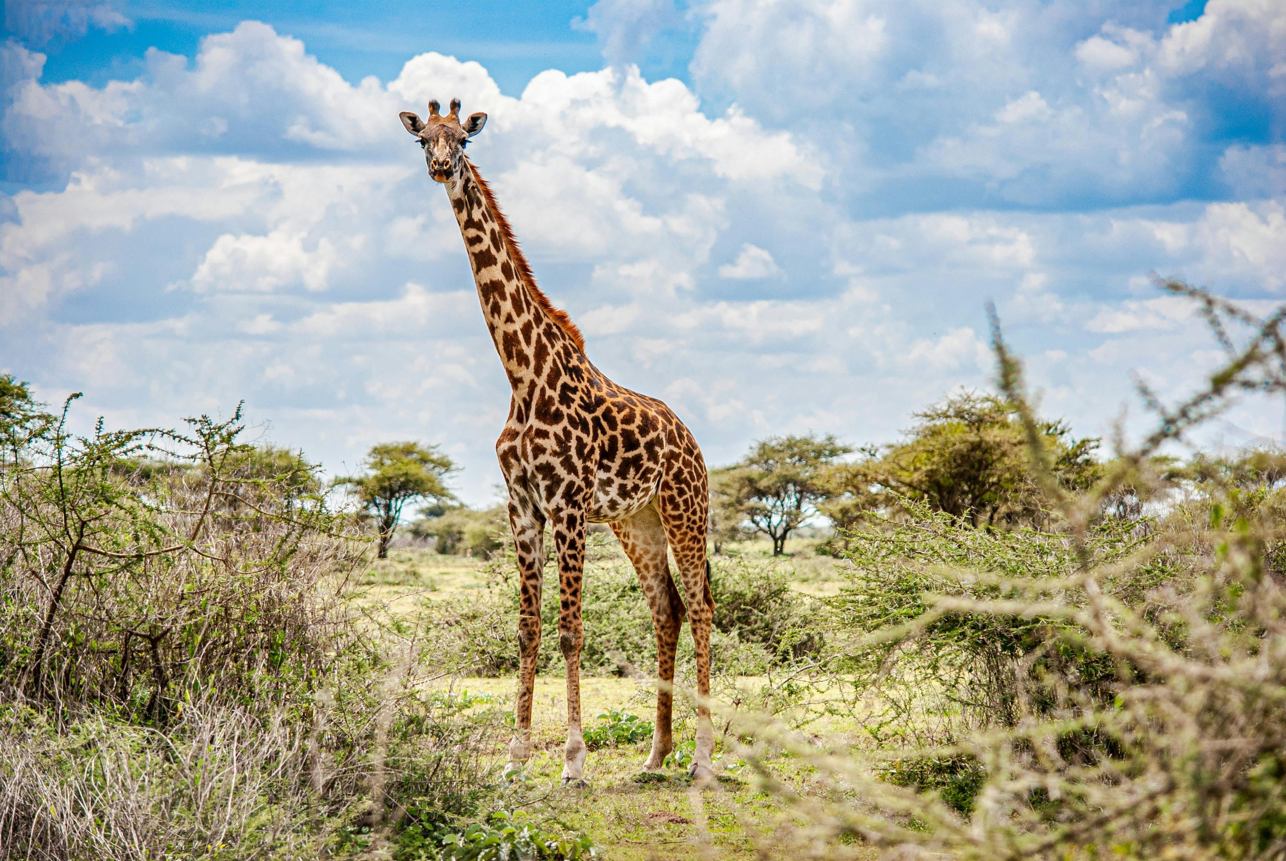 tanzania-safari